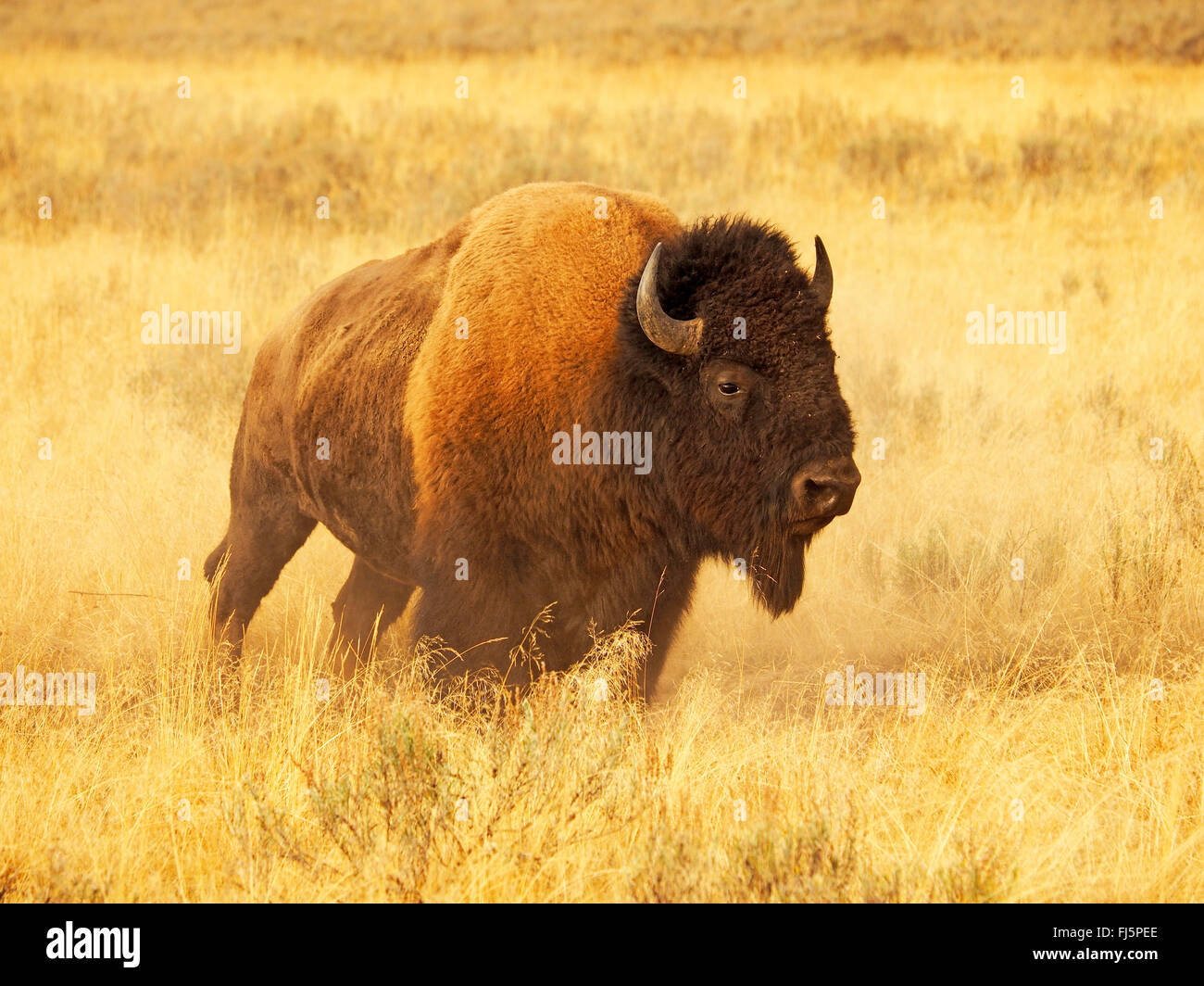 American bison, Bison (Bison bison), Bull, USA, Wyoming, Yellowstone National Park, Hayden Valley Banque D'Images