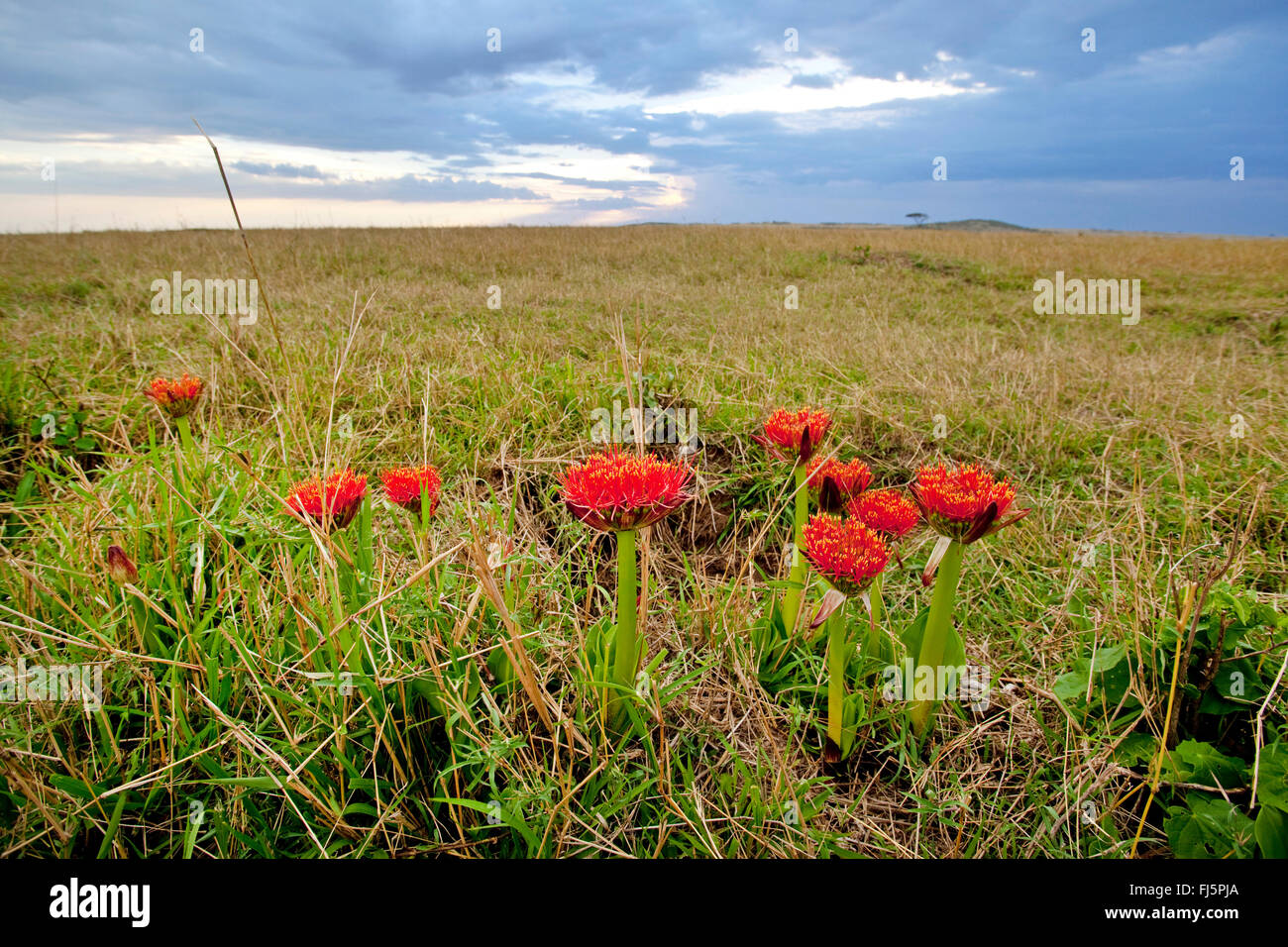 Lily de sang, cape tulip (Haemanthus katherinae, Scadoxus multiflorus ssp. katherinae), fleurs de lys de sang à Savannah, Kenya, Masai Mara National Park Banque D'Images