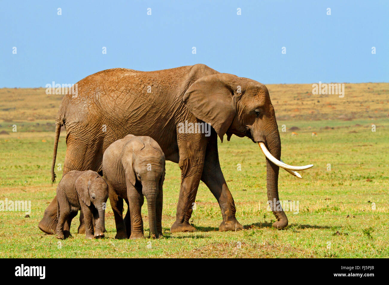 L'éléphant africain (Loxodonta africana), femme avec deux petits, Kenya, Masai Mara National Park Banque D'Images