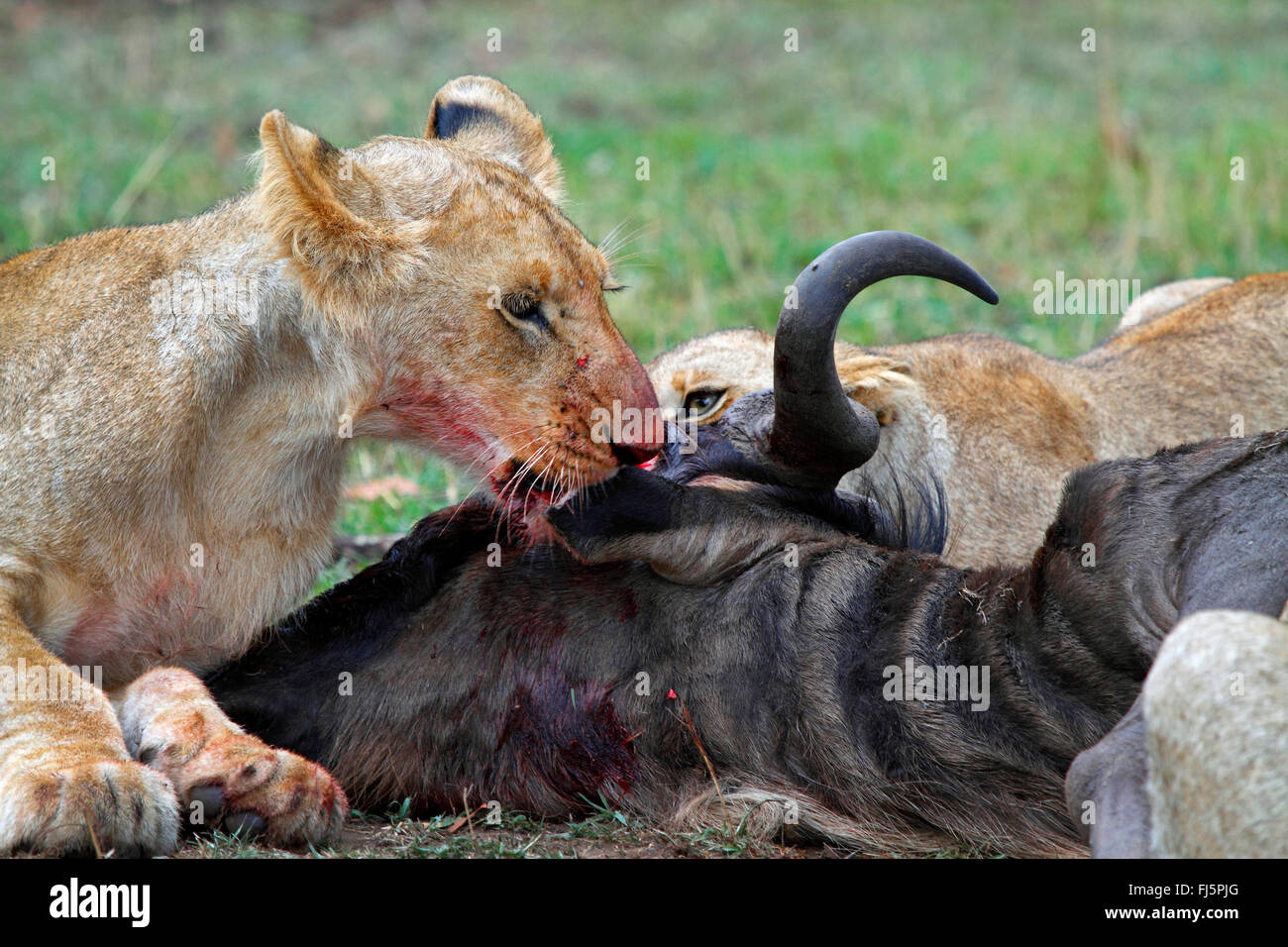 Lion (Panthera leo), la lionne se nourrit de proies, Kenya, Masai Mara National Park Banque D'Images