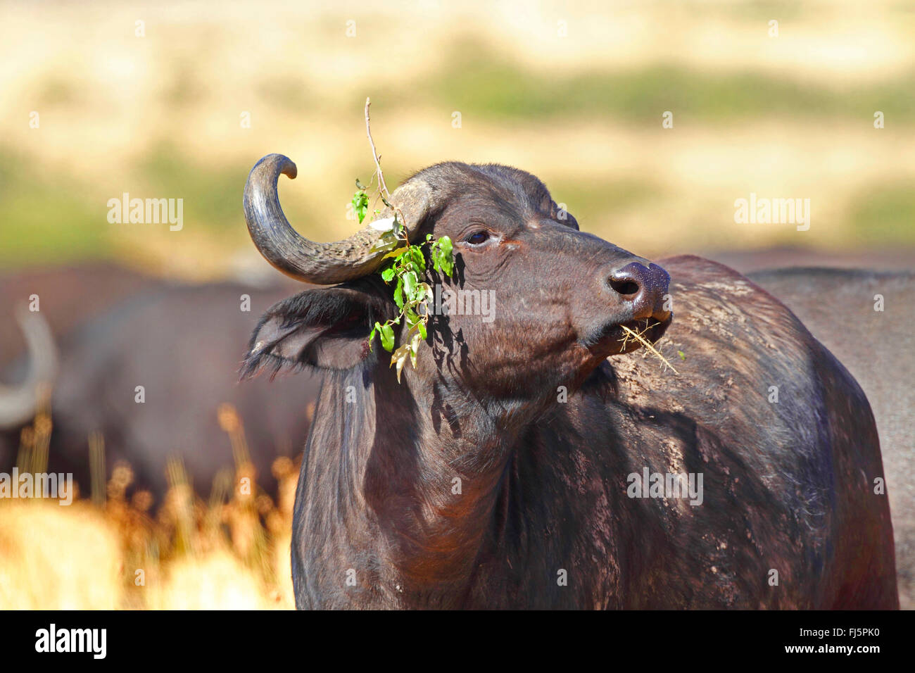 Buffle d'Afrique (Syncerus caffer), avec une brindille sur une corne, Kenya, Masai Mara National Park Banque D'Images