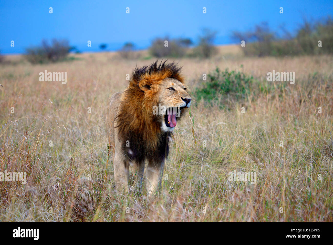Lion (Panthera leo), homme lion rugir à Savannah, Kenya, Masai Mara National Park Banque D'Images