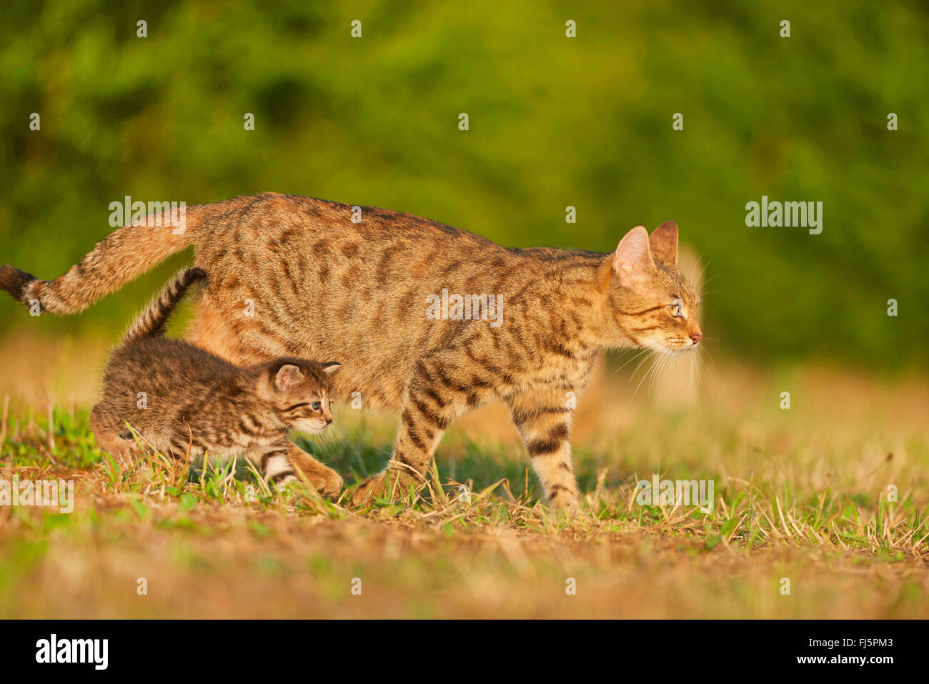 Chat domestique, le chat domestique (Felis silvestris catus). f, avec chat chaton dans une prairie, vue latérale, Allemagne Banque D'Images