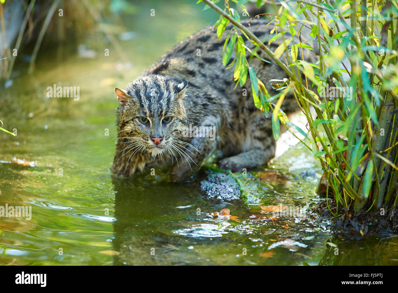 Pêche à la cat, Yu mao (Prionailurus viverrinus, Felis viverrinus), la chasse dans l'eau Banque D'Images