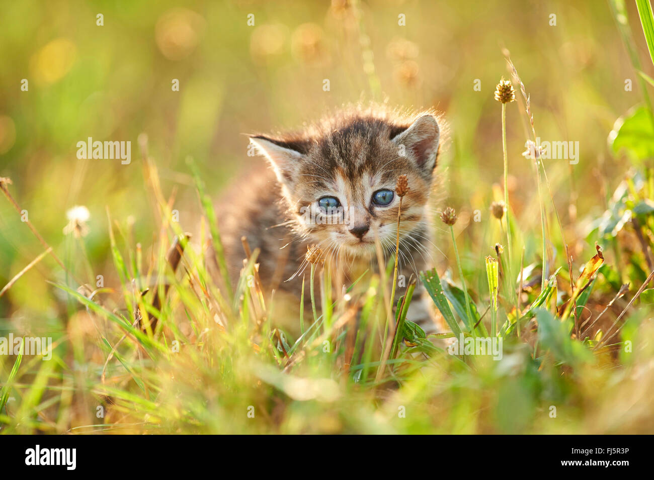 Chat domestique, le chat domestique (Felis silvestris catus), f. cinq semaines chaton assis dans un pré, Allemagne Banque D'Images