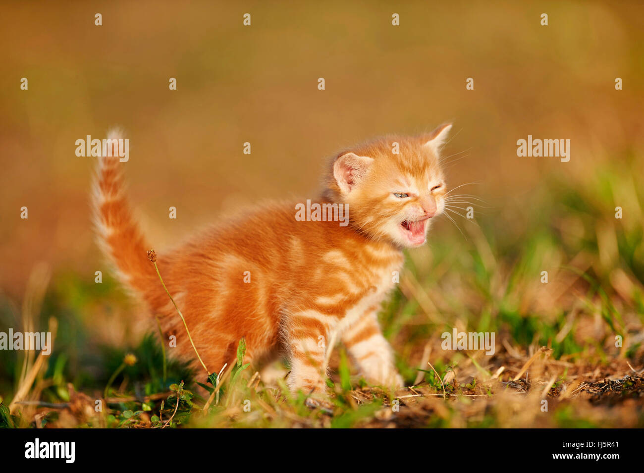 Chat domestique, le chat domestique (Felis silvestris catus), f. cinq semaines miaowing chaton dans un pré, Allemagne Banque D'Images