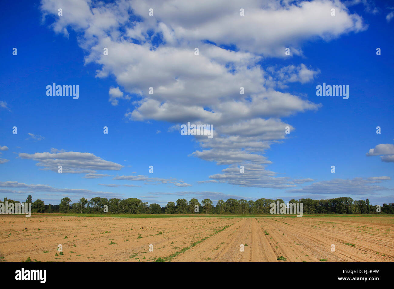 Paysage de champ avec des nuages, de l'Allemagne, Bade-Wurtemberg Banque D'Images Paysage de champ avec des nuages, de l'Allemagne, Bade-Wurtemberg Banque D'Images