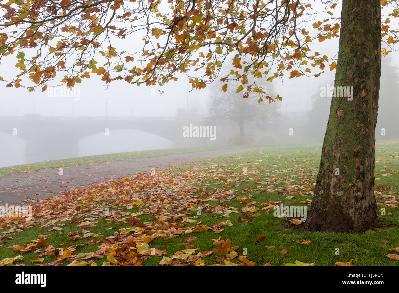 Un jour d'automne brumeux avec un arbre et des feuilles tombées sur l'herbe, Lancashire, England, UK Banque D'Images