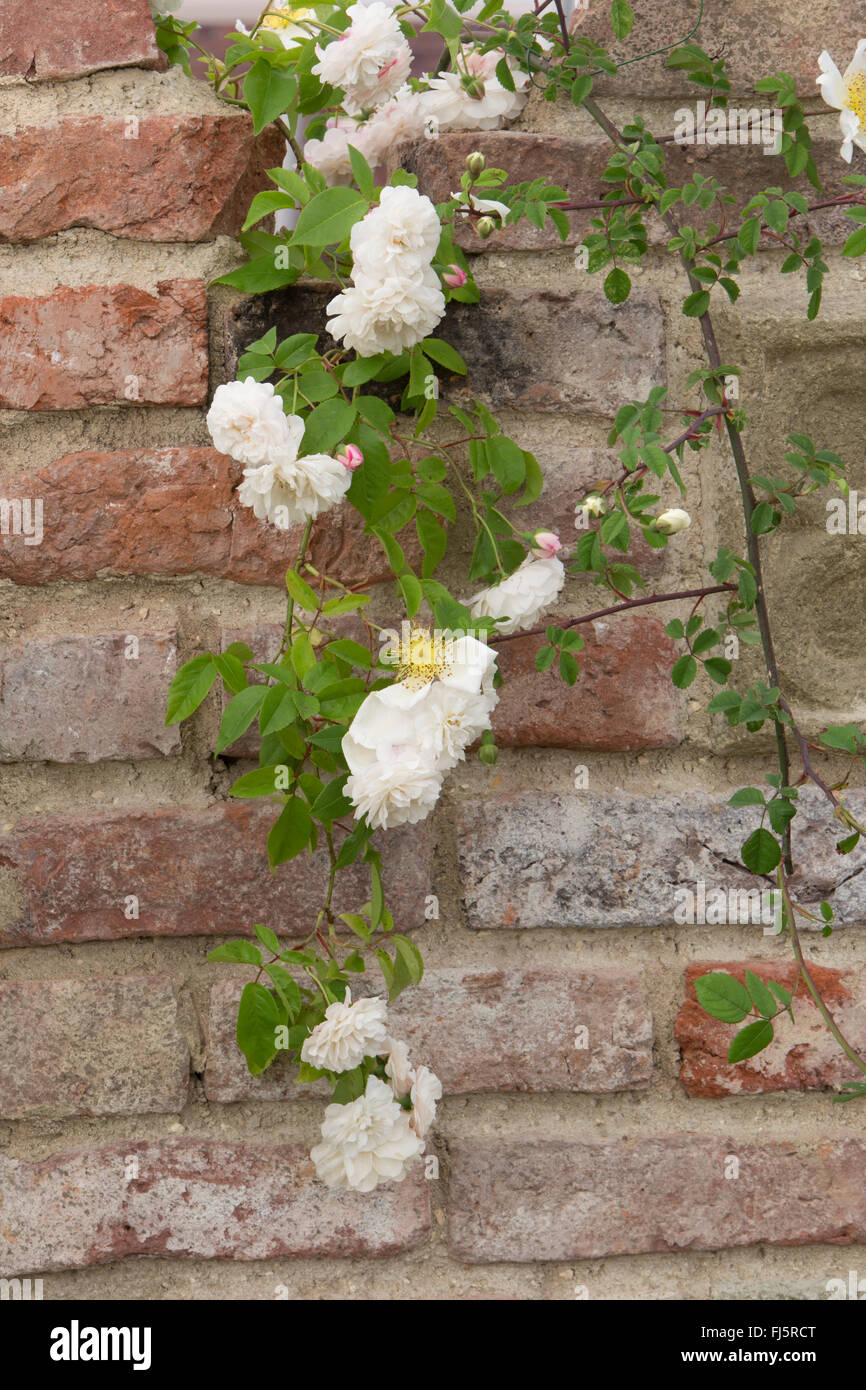 Rosa - rose' arvensis ' en fleur - escalade anglaise roses poussant sur un vieux mur de briques en été - Angleterre Royaume-Uni Banque D'Images