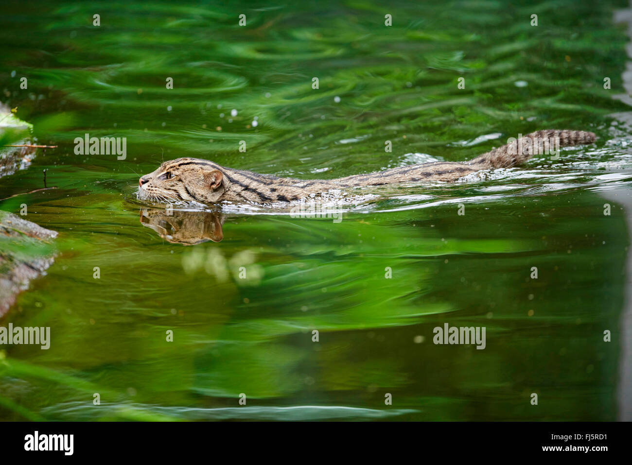 Pêche à la cat, Yu mao (Prionailurus viverrinus, Felis viverrinus), nage Banque D'Images