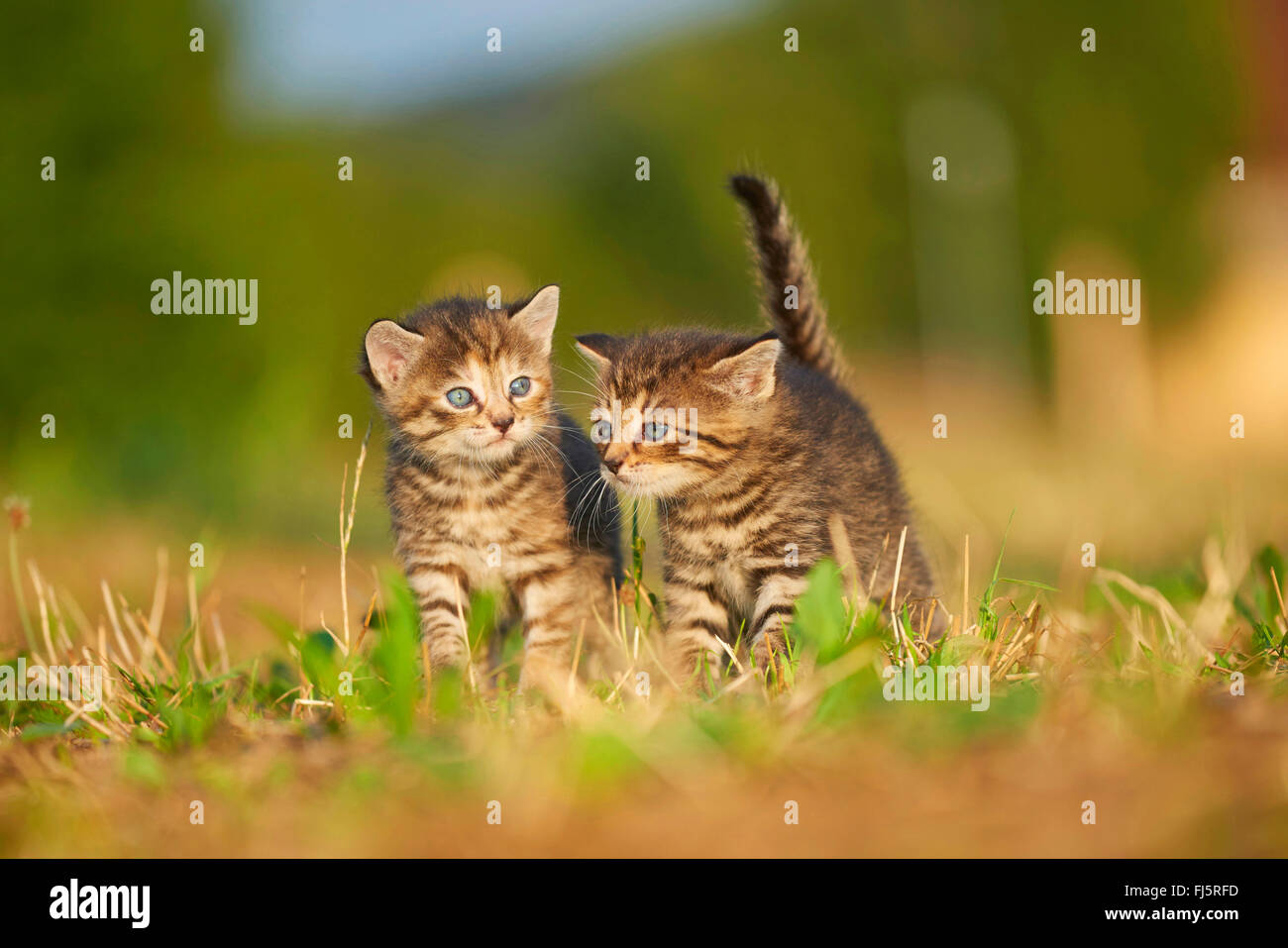 Chat domestique, le chat domestique (Felis silvestris catus) f., deux cinq semaines chaton debout ensemble dans un pré, Allemagne Banque D'Images