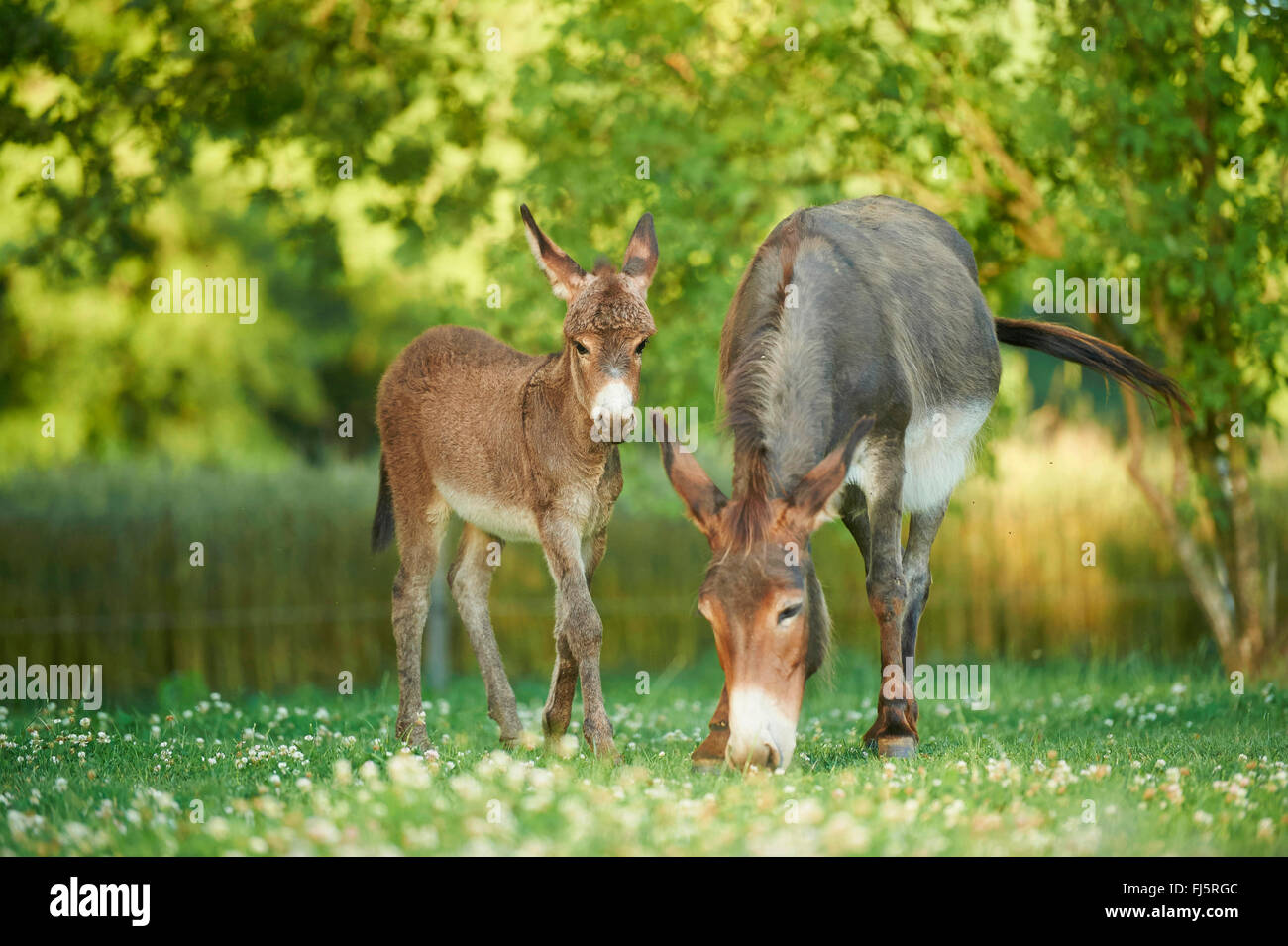 L'âne domestique (Equus asinus asinus), l'âne mare avec poulain dans un pré, Allemagne Banque D'Images