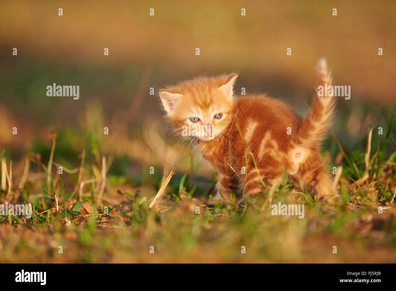 Chat domestique, le chat domestique (Felis silvestris catus), f. cinq semaines chaton dans un pré et à l'arrière, Allemagne Banque D'Images