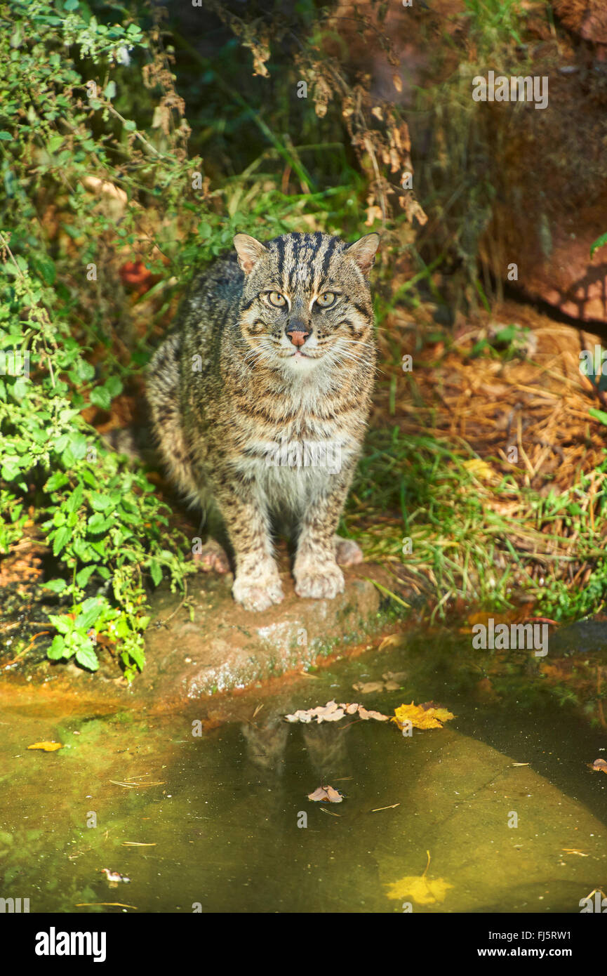 Pêche à la cat, Yu mao (Prionailurus viverrinus, Felis viverrinus), à un endroit de l'eau Banque D'Images