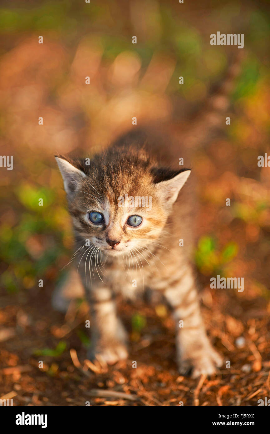 Chat domestique, le chat domestique (Felis silvestris catus), f. cinq semaines l'article chaton, Allemagne Banque D'Images