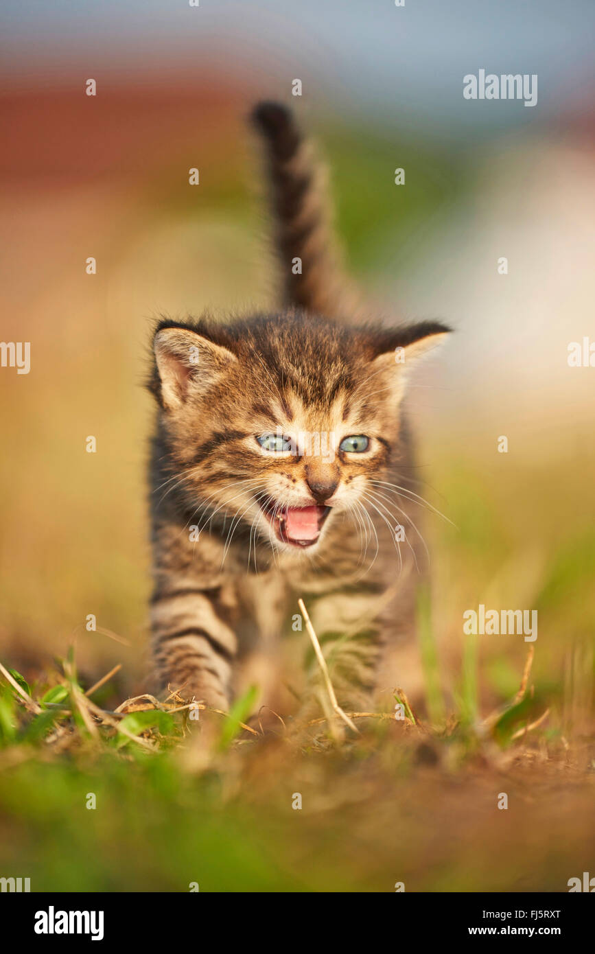 Chat domestique, le chat domestique (Felis silvestris catus), f. cinq semaines chaton marcher dans un pré et miaowing, Allemagne Banque D'Images