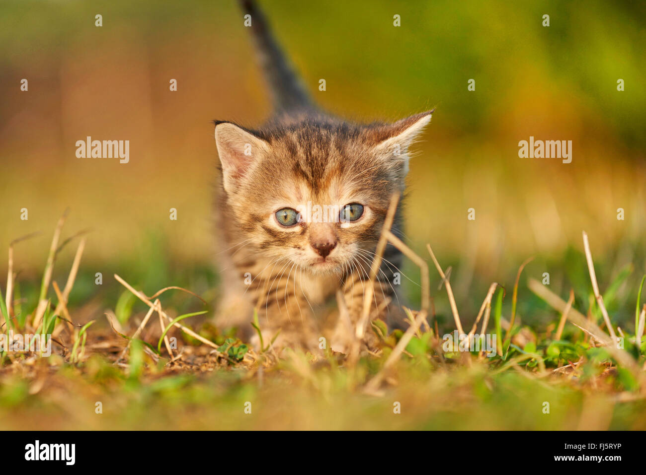 Chat domestique, le chat domestique (Felis silvestris catus), f. cinq semaines chaton dans un pré, Allemagne Banque D'Images