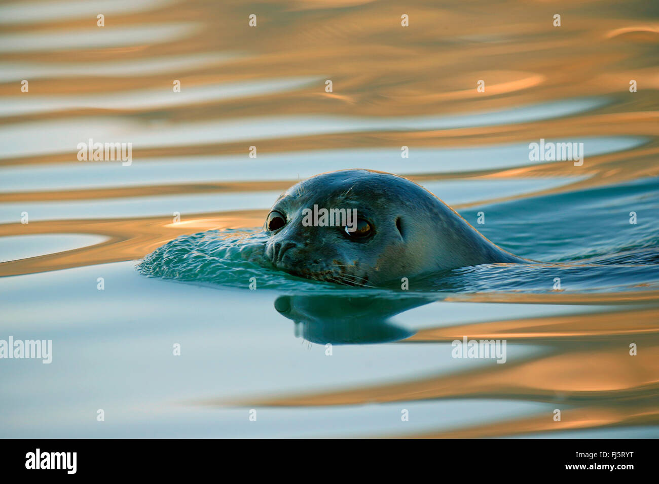Le phoque, phoque commun (Phoca vitulina), natation, la Norvège, Svalbard, Magdalenenfjord Banque D'Images