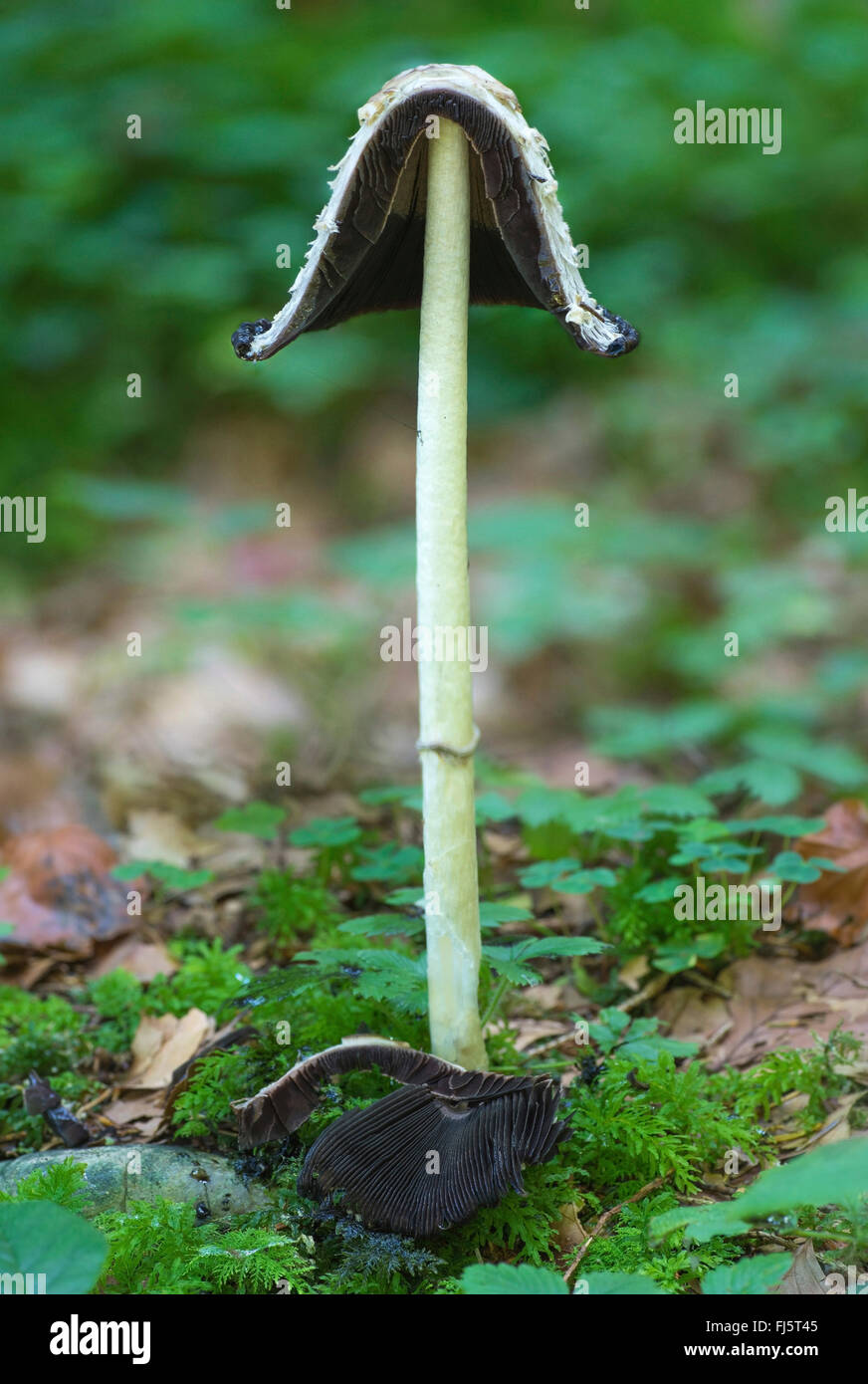 Cap d'encre Shaggy, avocat, la perruque de Shaggy mane (Coprinus comatus, Coprinus ovatus), ancien organe de fructification, coupées en deux, l'Allemagne, Bavière, Oberbayern, Haute-Bavière Banque D'Images