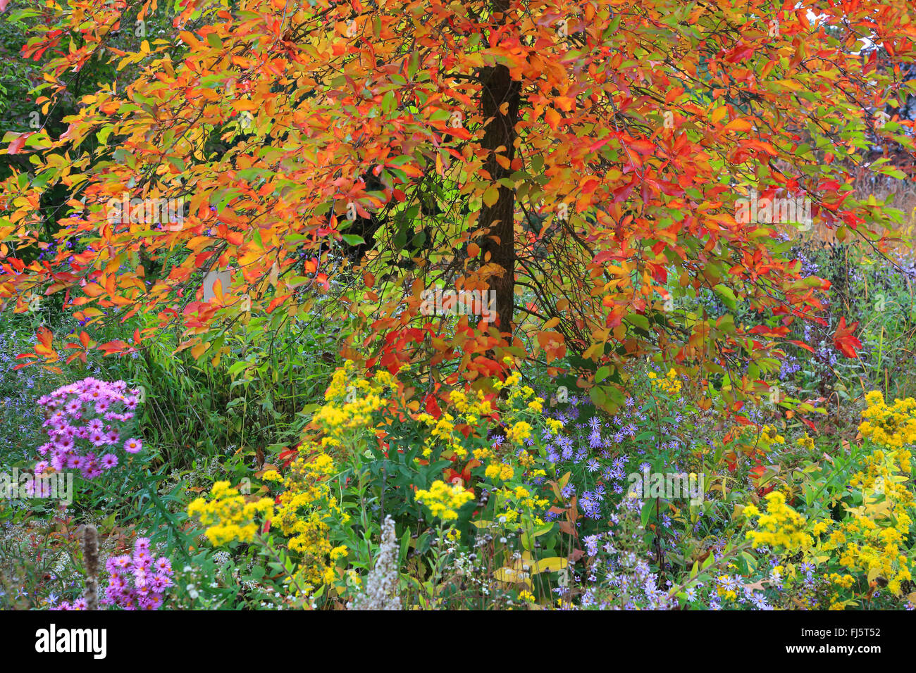 Gomme noir, Black tupelo, Sour gum (Nyssa sylvatica), en automne avec parterre, Allemagne Banque D'Images