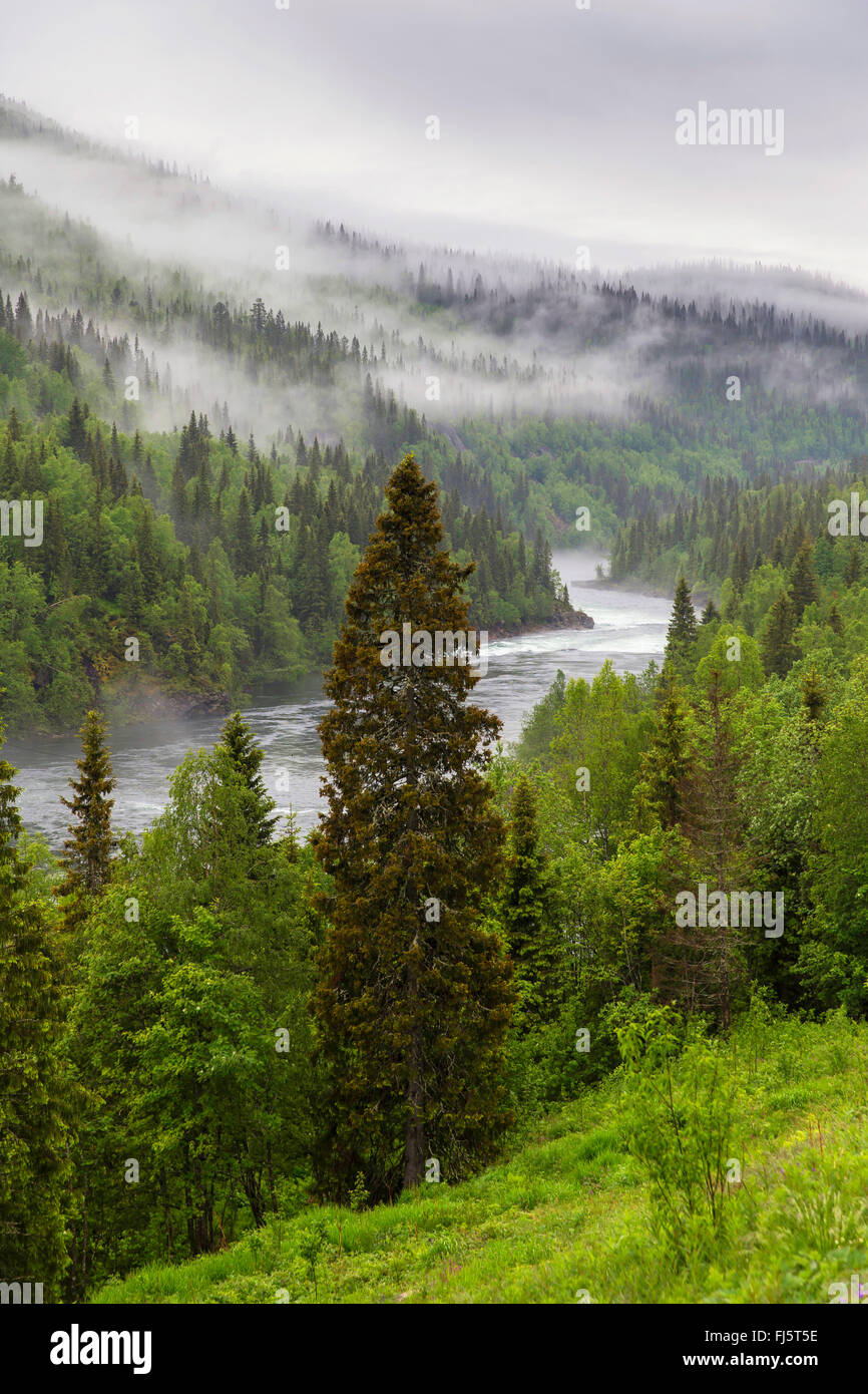 La forêt de montagne dans les nuages, la Norvège, Nordland, Dunderland Banque D'Images