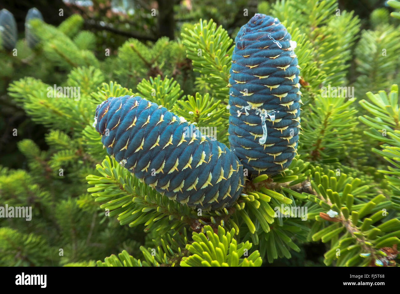 Sapin de Corée (Abies koreana), de la direction générale avec les cônes, Deutenhausen Banque D'Images