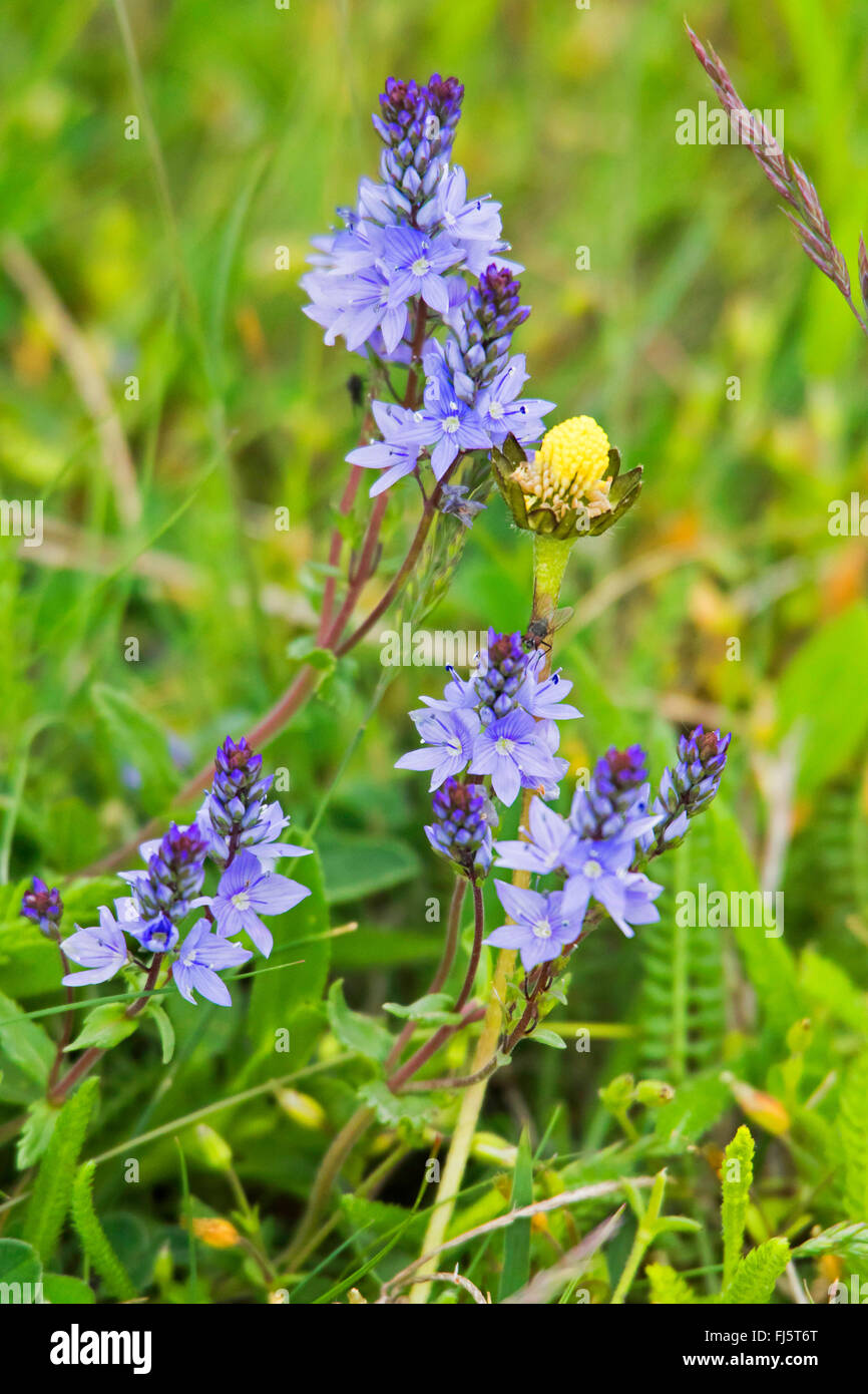 Véronique à feuilles larges, Véronique Germandrée Teucrium Veronica (congé), la floraison, l'Autriche, Burgenland Banque D'Images