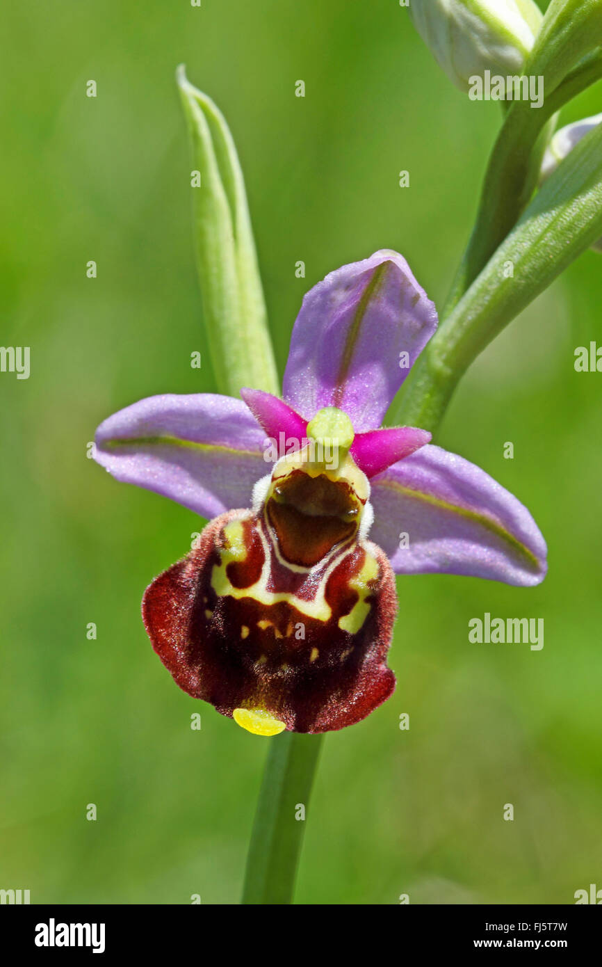 Plus tard orchidée araignée (Ophrys holoserica, Ophrys holosericea, Ophrys fuciflora), fleur, Allemagne Banque D'Images