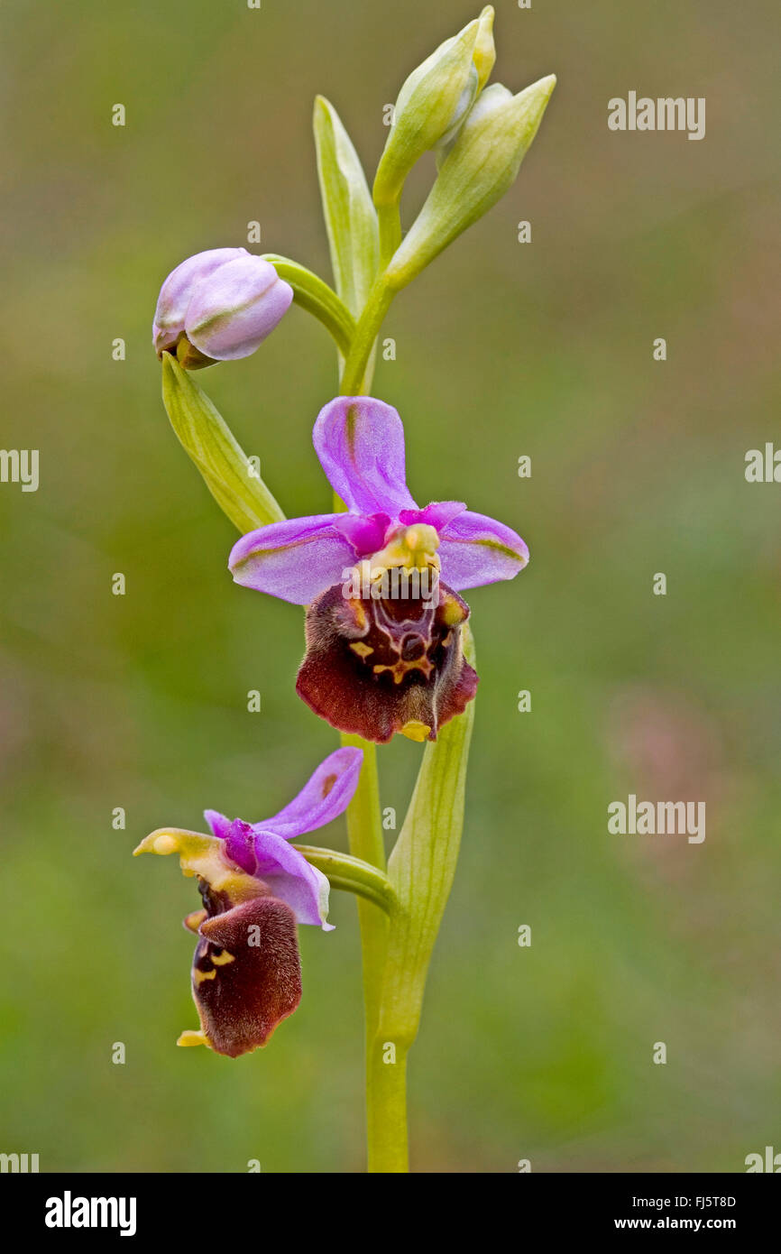 Plus tard orchidée araignée (Ophrys holoserica, Ophrys holosericea, Ophrys fuciflora), inflorescence, Allemagne Banque D'Images