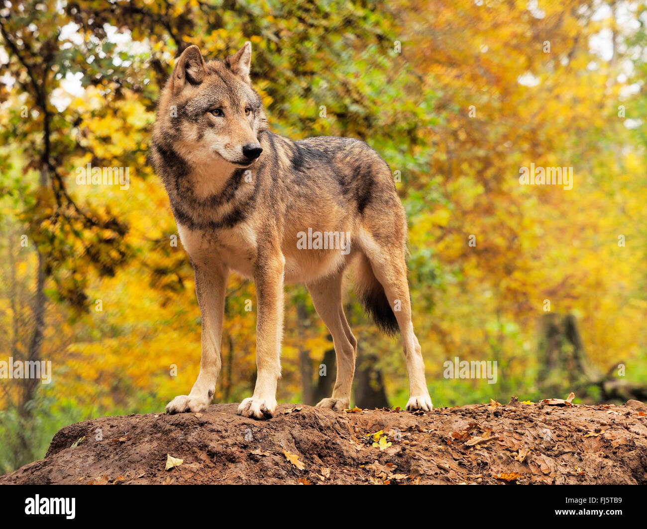 Le loup gris d'Europe (Canis lupus lupus), le loup dans les bois d'automne, l'Allemagne, la Bavière Banque D'Images