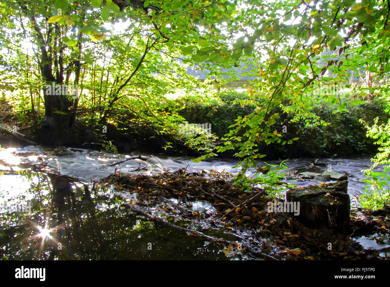 Felder brook parmi les grands hêtres dans Velbert-Nierenhof, Allemagne, Rhénanie du Nord-Westphalie, région du Bergisches Land, à Velbert Banque D'Images