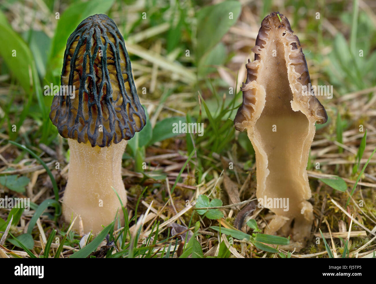 Morel (Morchella conica), organe de fructification, coupe longitudinale, Allemagne, Bavière, Oberbayern, Haute-Bavière Banque D'Images