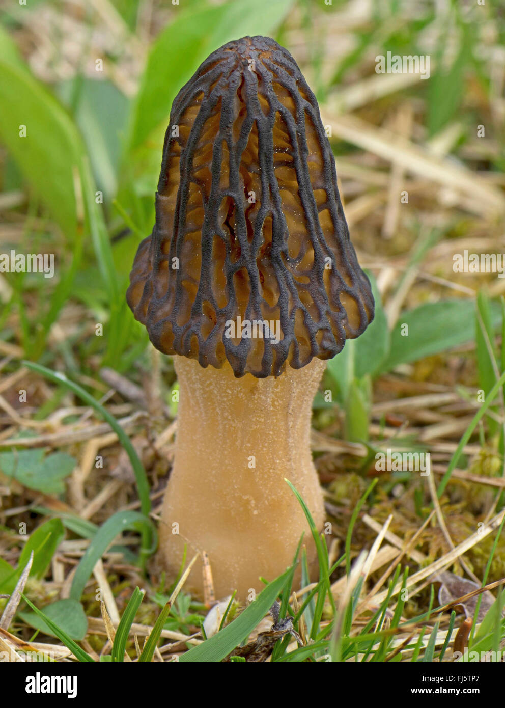 Morel (Morchella conica), organe de fructification, Allemagne, Bavière, Oberbayern, Haute-Bavière Banque D'Images