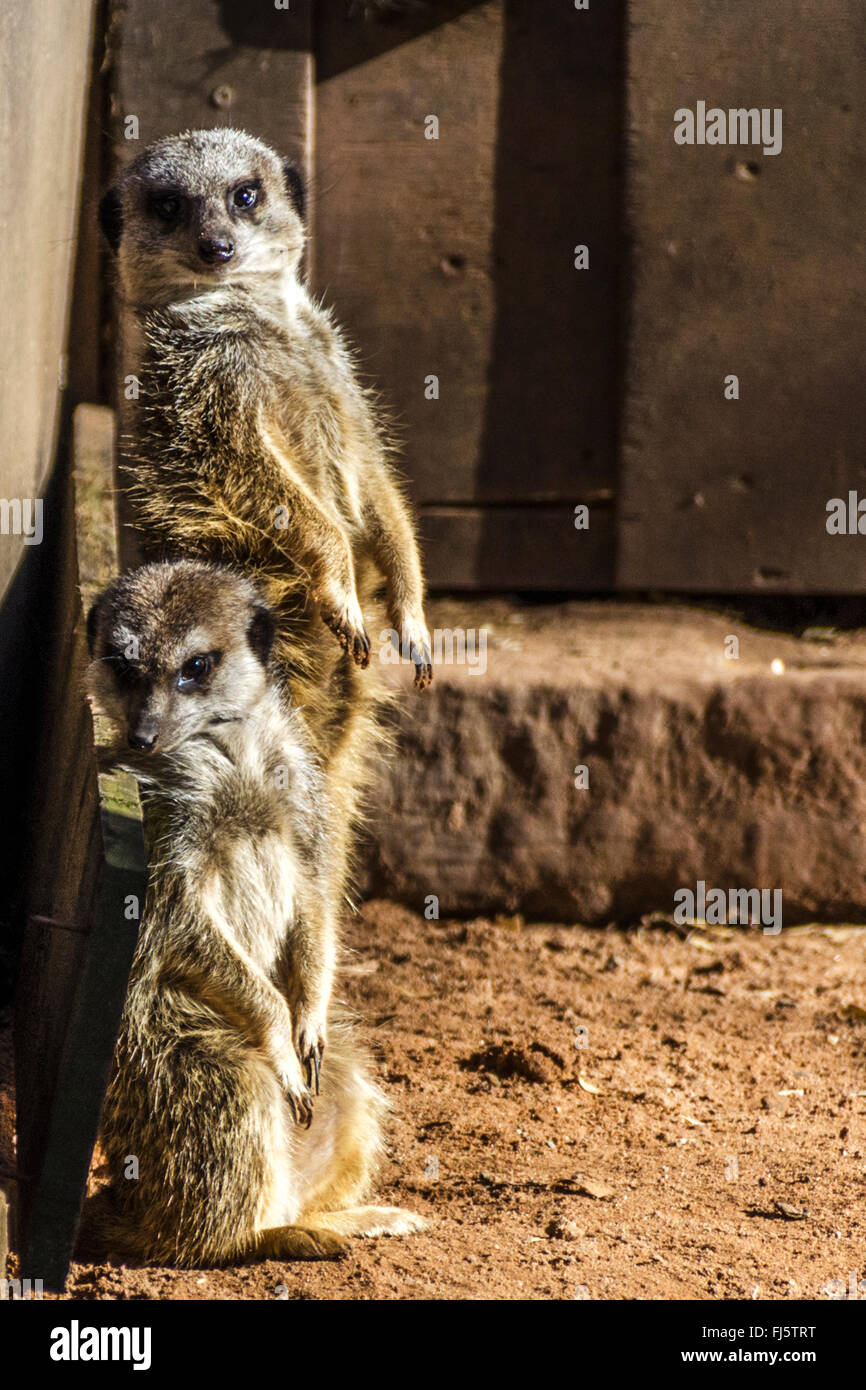 Deux suricates (Suricata suricatta) photographié en captivité au Royaume-Uni Banque D'Images
