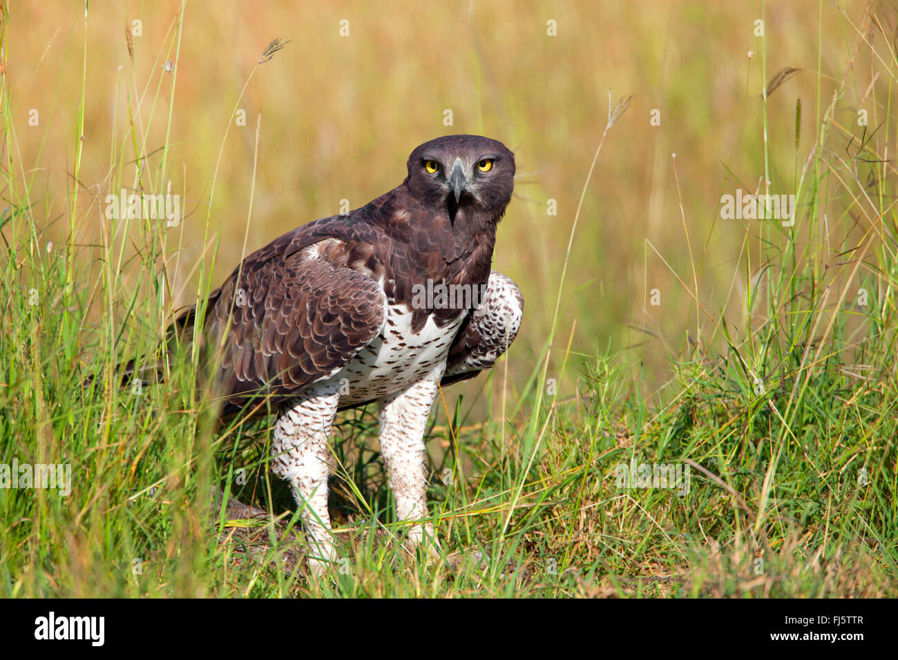 (Polemaetus bellicosus martial eagle, Hieraaetus bellicosus), sur le terrain, Kenya, Masai Mara National Park Banque D'Images