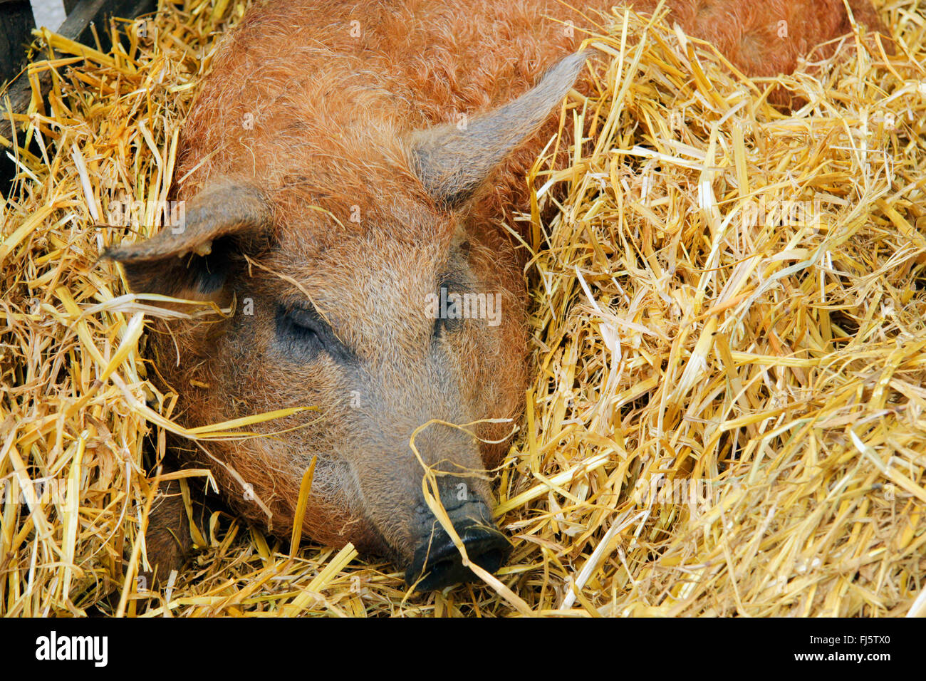 Mangalitsa, Mangalica, Mangalitza, cochon laineux (Sus scrofa domestica), f. de porc laineux dans une étable, Allemagne Banque D'Images