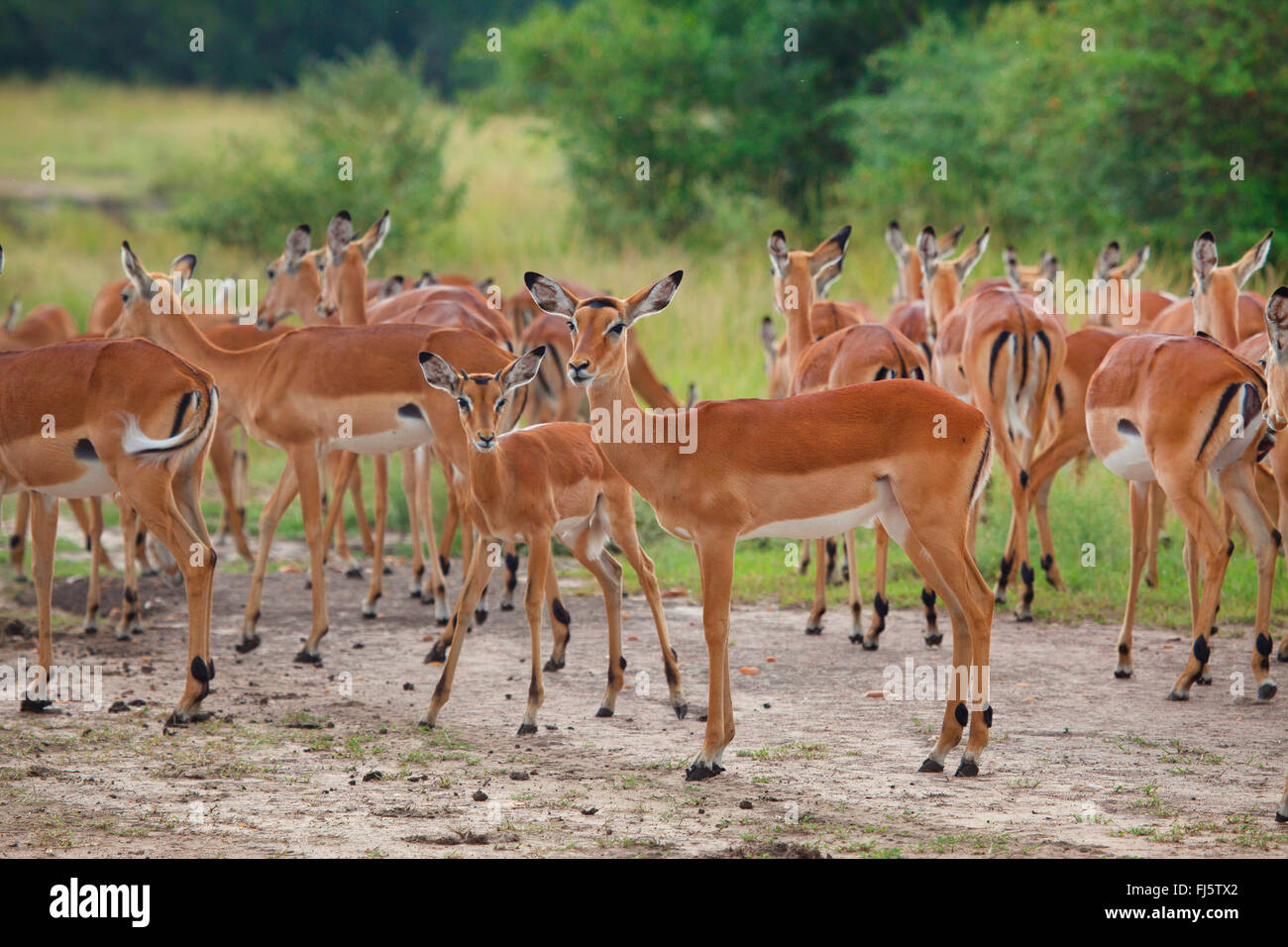Impala (Aepyceros melampus), troupeau d'impalas, Zimbabwe, Mana Pools National Park Banque D'Images