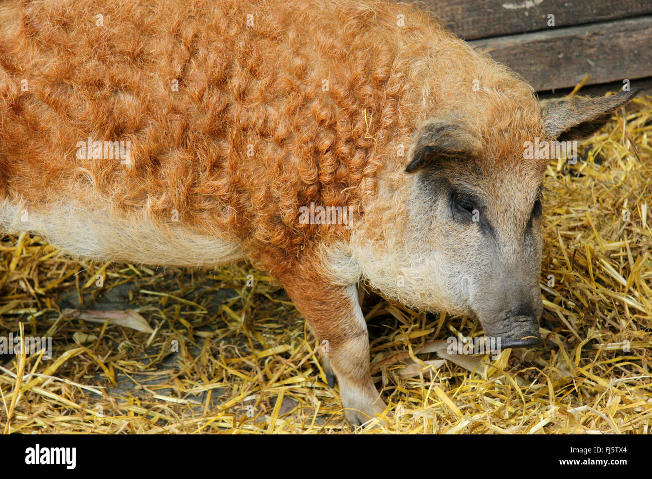 Cochon De Mangalitsa Banque D Image Et Photos Alamy