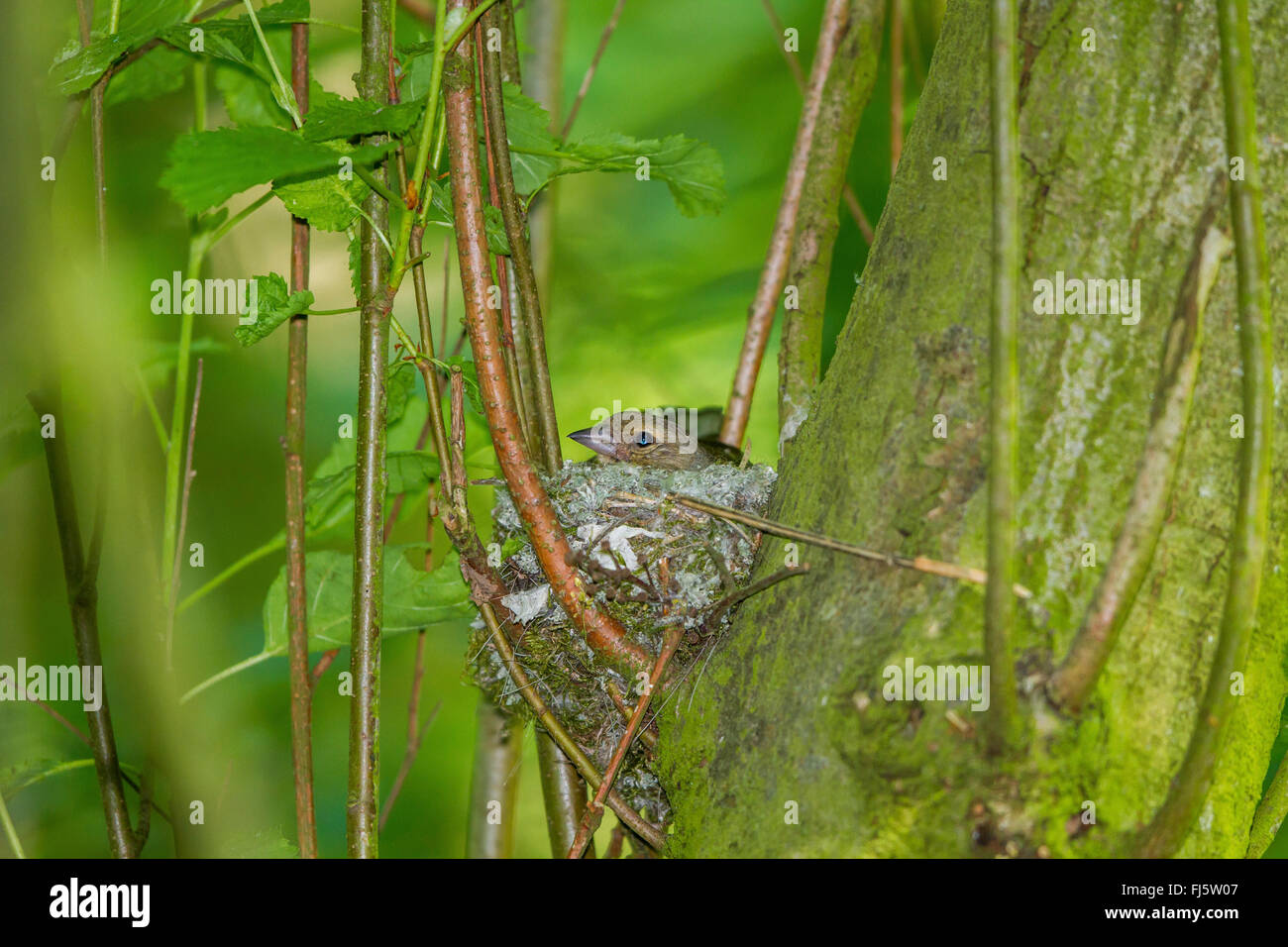 Chaffinch (Fringilla coelebs), femelle dans le nid, l'Allemagne, Mecklembourg-Poméranie-Occidentale Banque D'Images