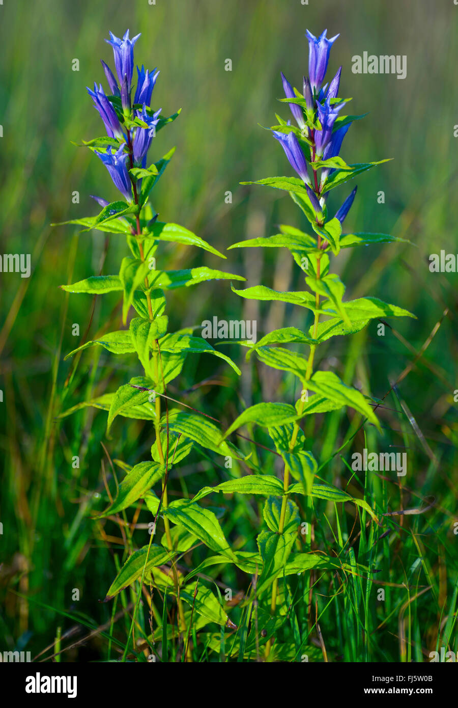 Willow (Gentiana asclepiadea gentiane), inflorescence, Allemagne, Bavière, Oberbayern, Haute-Bavière Banque D'Images