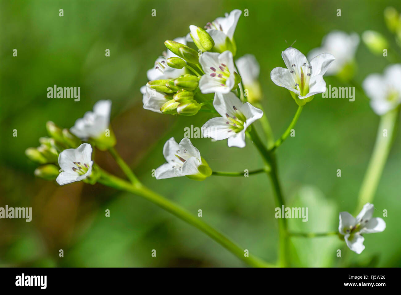 Grand-amer (cresson Cardamine amara), fleurs, Allemagne, Bavière, Oberbayern, Haute-Bavière Banque D'Images