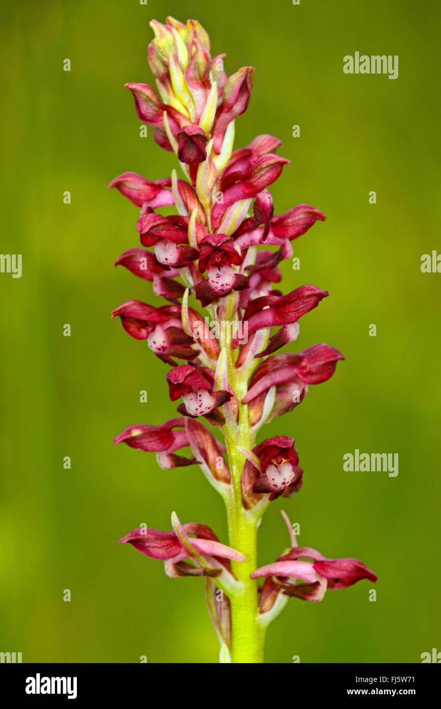 Bug Orchid (Orchis coriophora, Anacamptis coriophora), inflorescence Banque D'Images