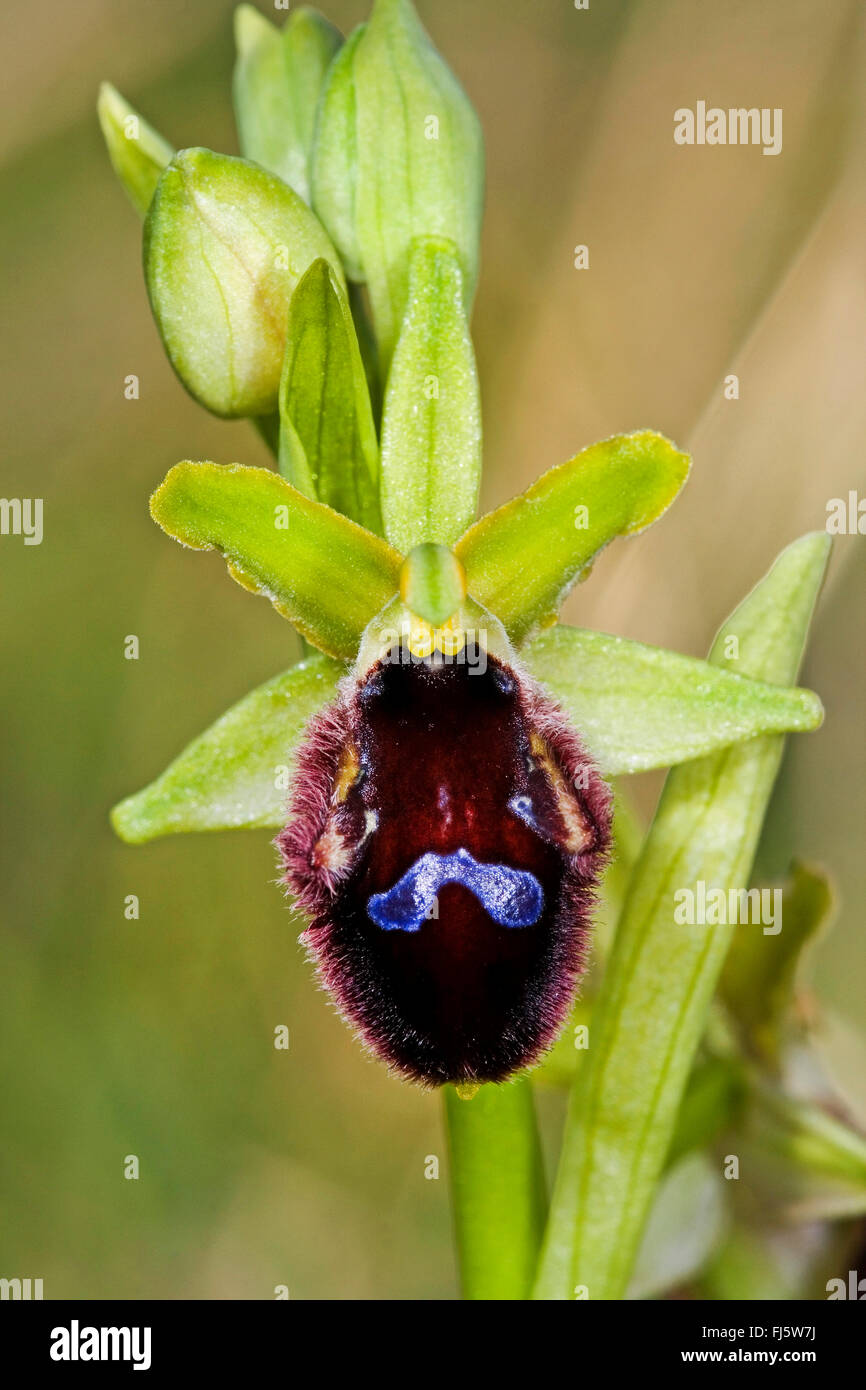 Orchid (Ophrys promontorii promontoire), fleurs simples, Italie Banque D'Images