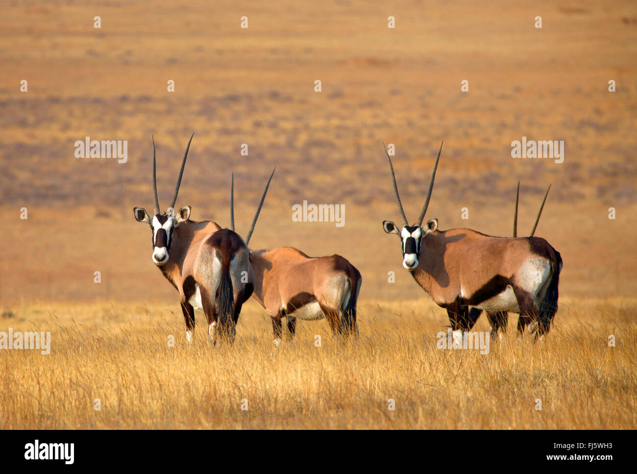 Gemsbok, Oryx gazella beisa (quatre), gemsbocks à Savannah, Afrique du Sud Banque D'Images