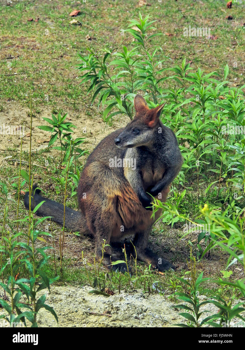 Bicolores, wallaby à queue noire (Wallabia bicolor), vue latérale Banque D'Images