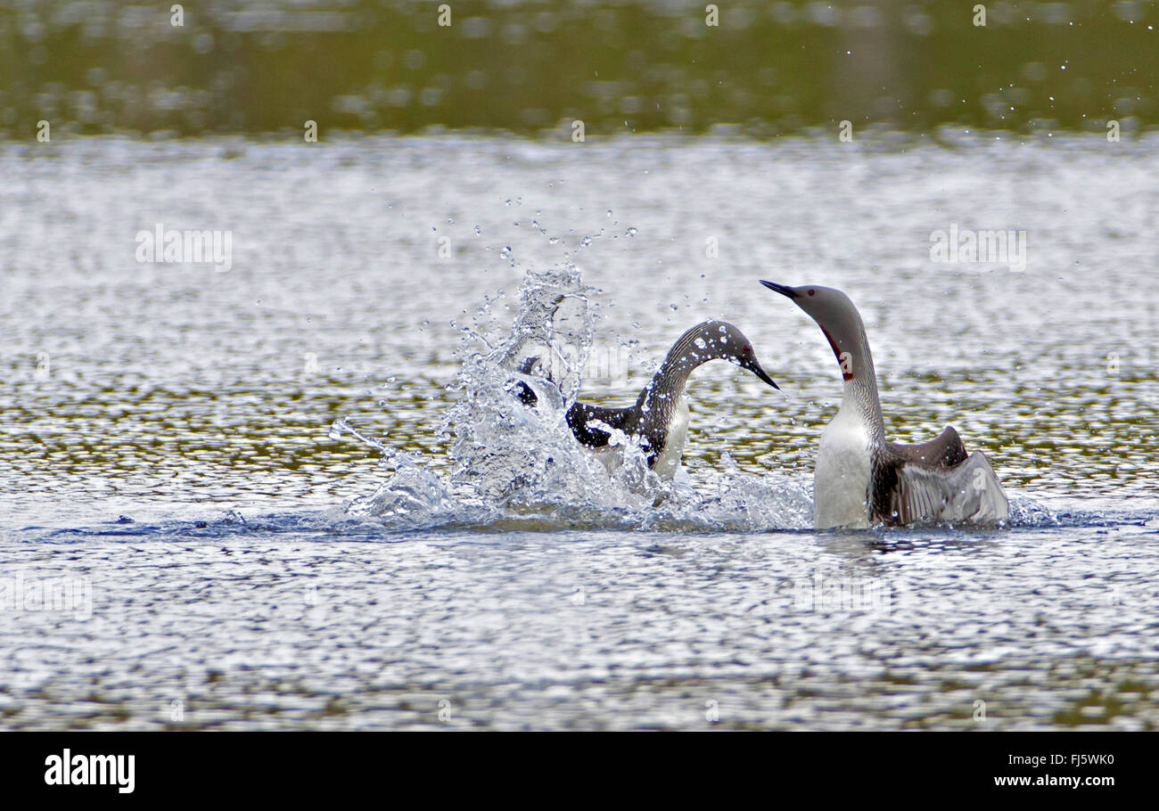 Jiujitsu (Gavia stellata), deux combats à gorge rouge plongeurs, Norvège, Troms Banque D'Images