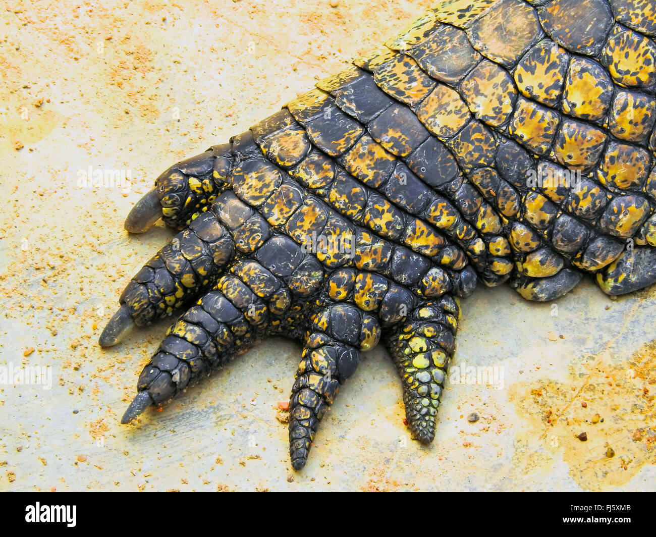 Crocodile du nil crocodylus niloticus pied et griffes Banque de