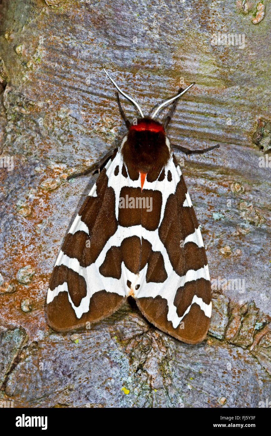 Jardin Tiger Moth, Great Tiger Moth (Arctia caja), sur un tronc d'arbre, Allemagne Banque D'Images