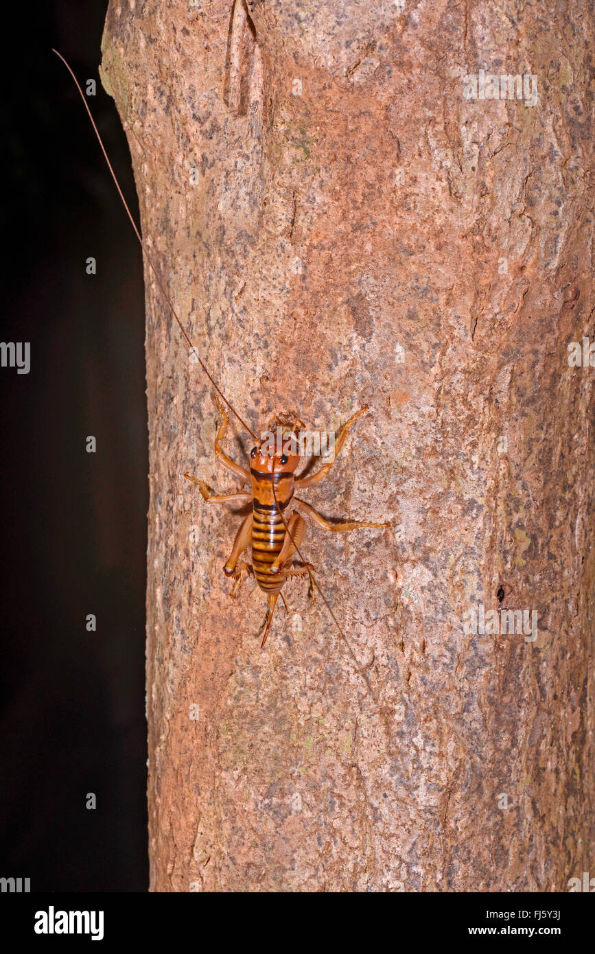 Le roi cricket (Anostostomatidae), assis sur un tronc d'arbre, Madagascar Banque D'Images