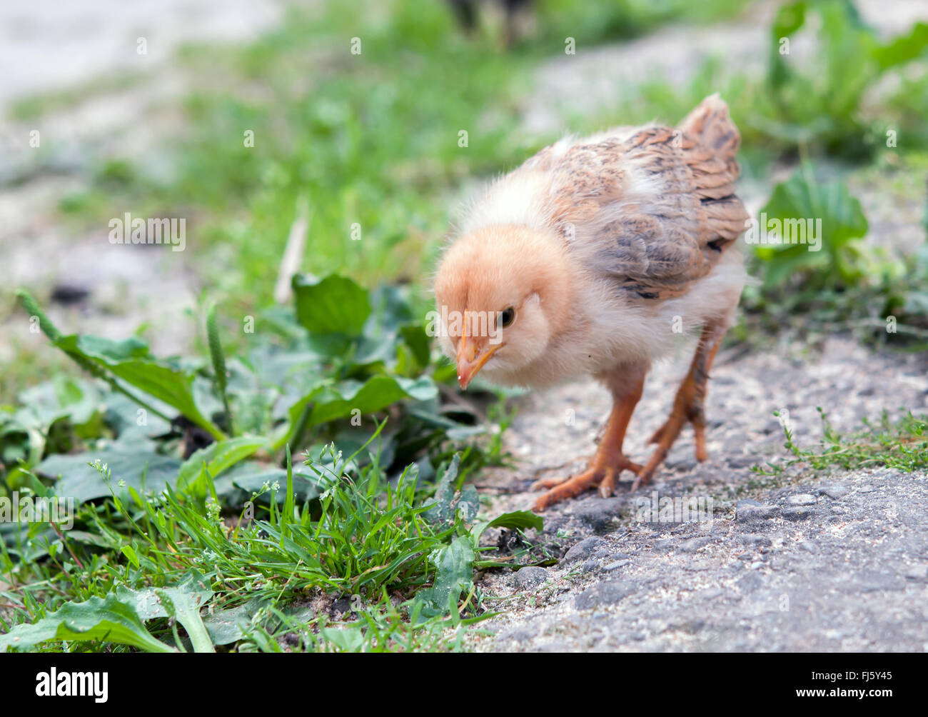 Peu de poulet sur l'herbe Banque D'Images Peu de poulet sur l'herbe Banque D'Images
